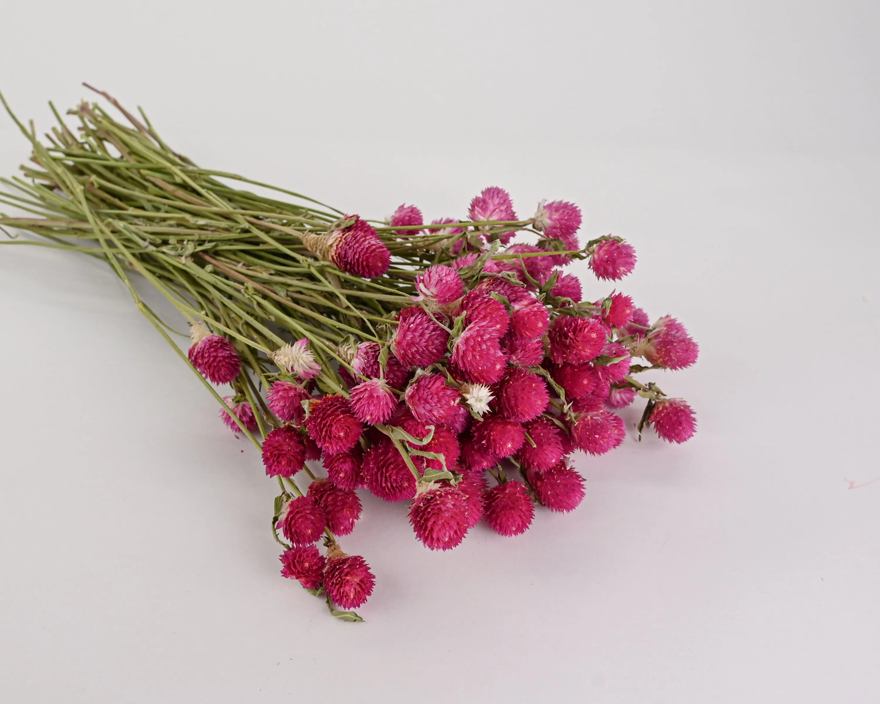 Dried Globe Amaranth | 6 Bunches | Hot Pink