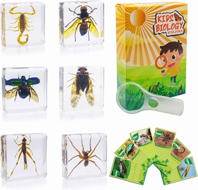 Insect Specimen Set, Bugs Collection Scientific Education Gift for Kids Aged 3-8-12 (Cicada, Wasp, Spider, Scorpion, Locust, Chafer)