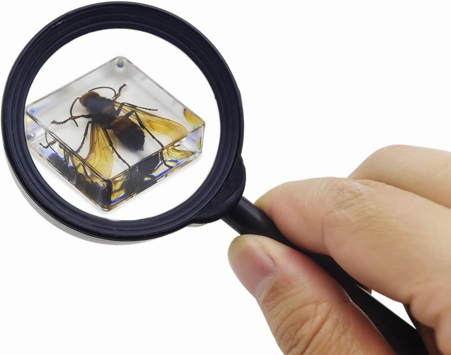 Insect Specimen Set, Bugs Collection Scientific Education Gift for Kids Aged 3-8-12 (Cicada, Wasp, Spider, Scorpion, Locust, Chafer)