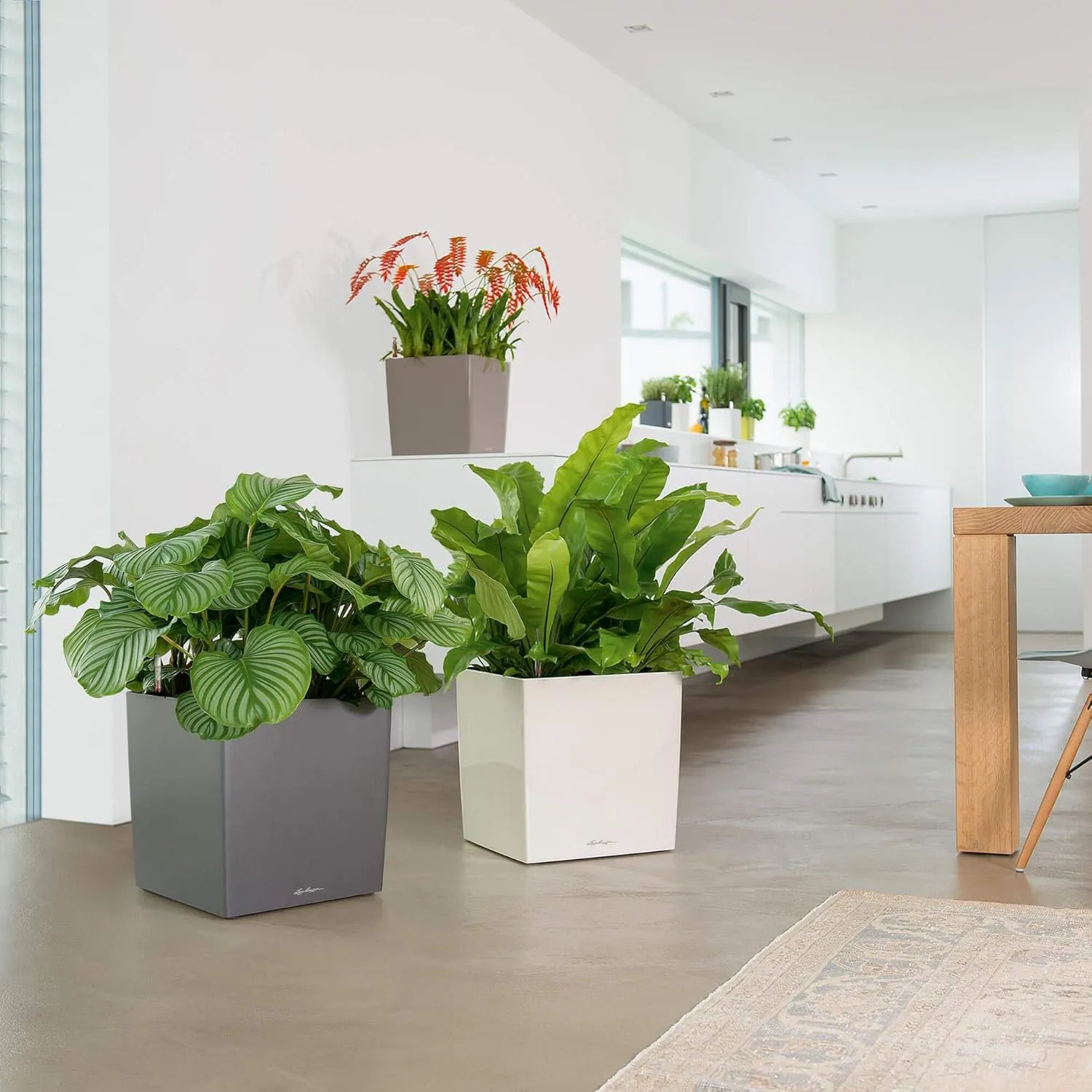 Lechuza Cube 50 Large Flower Indoor/Outdoor Garden Floor Self-Watering Planter with Drainage Hole with Plant Substrate Contemporary Poly-Resin H50 L50 W50 cm Shiny Taupe 13 Kg