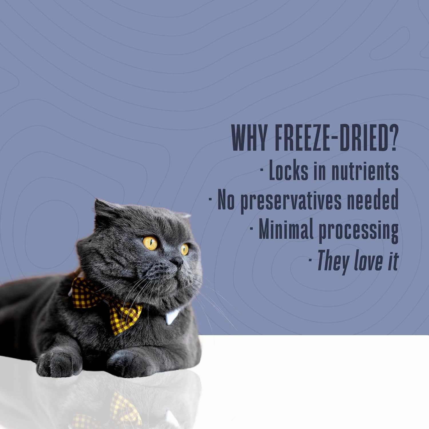 Whole Life Cat Just One Salmon Freeze Dried Cat Treats - Human Grade High Protein Food, Healthy Training Snacks, Freeze Dried Salmon Food Toppers, USA Made Natural Treats - 7.5 oz (Pack of 1)